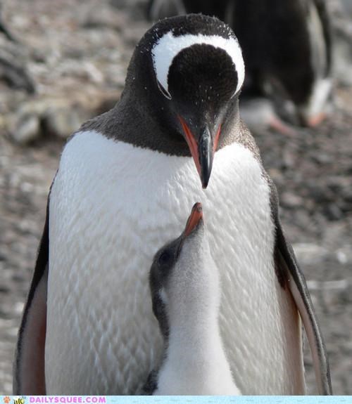 Eye-to-Eye, Beak-to-Beak