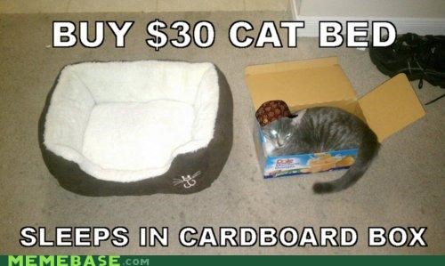 Scumbat Cat