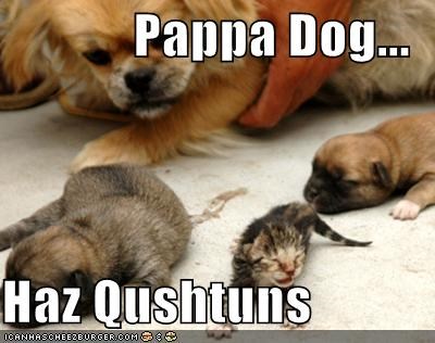 Pappa Dog...  Haz Qushtuns