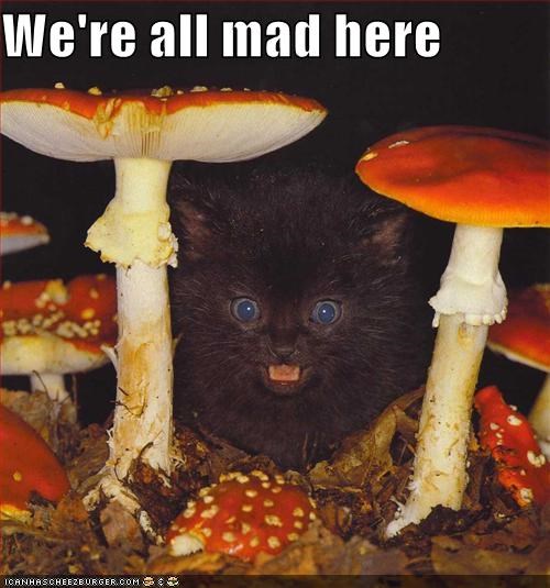 We're all mad here