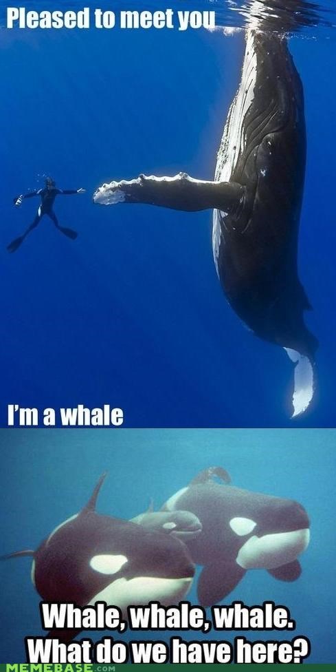Oh Whale, Guess Whale Never Know