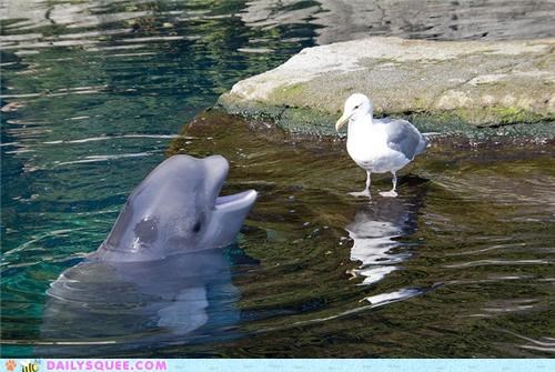 Squee Spree: Bickering Beluga