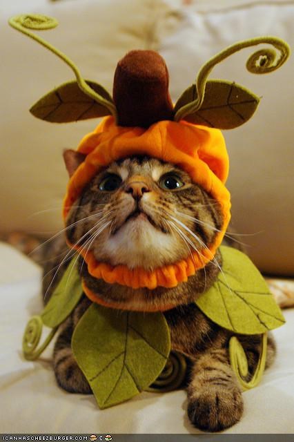 Cyoot Kitteh of teh Day: Iz Autumn Yet?