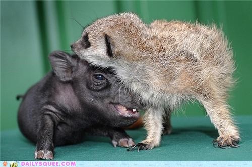 Acting Like Animals: Timon and Pumbaa IRL