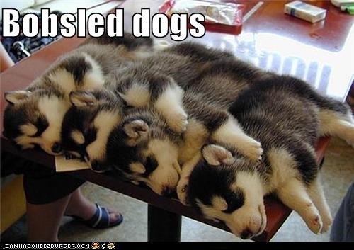 Bobsled dogs
