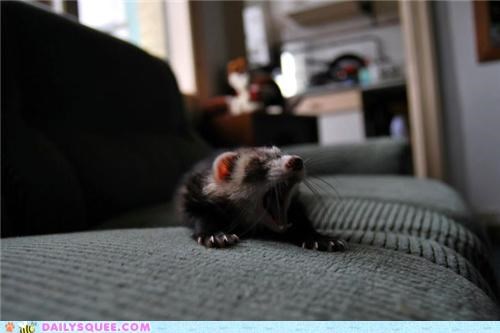 RAAAAAW I'M A TIGEEEER