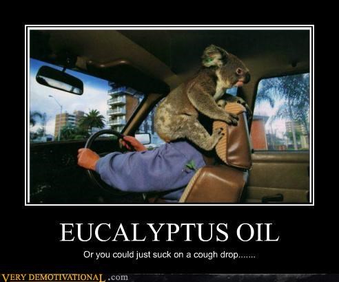 EUCALYPTUS OIL
