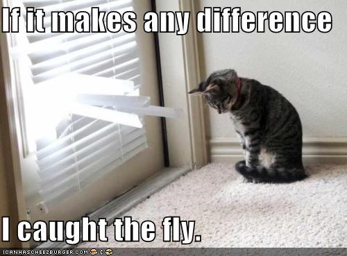 If it makes any difference  I caught the fly.