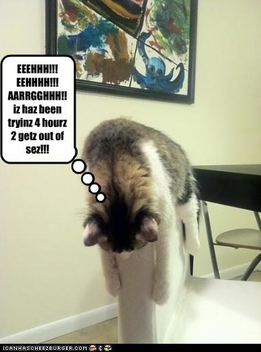 EEEHHH!!! EEHHHH!!! AARRGGHHH!! iz haz been tryinz 4 hourz 2 getz out of sez!!!