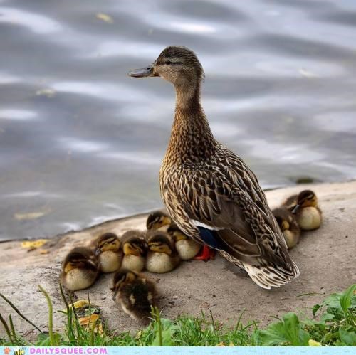 Gettin' Your Ducks in a Row