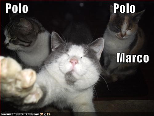 Polo                                   Polo Marco