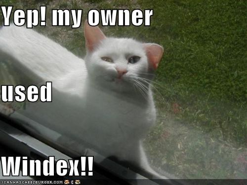 Yep! my owner  used  Windex!!