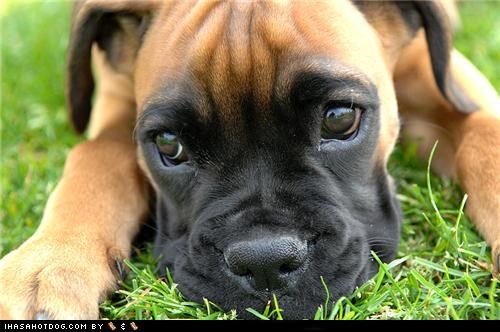 Goggie ob teh Week: Puppy Dog Eyes