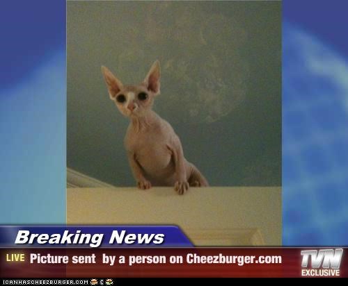 Breaking News - Picture sent  by a person on Cheezburger.com