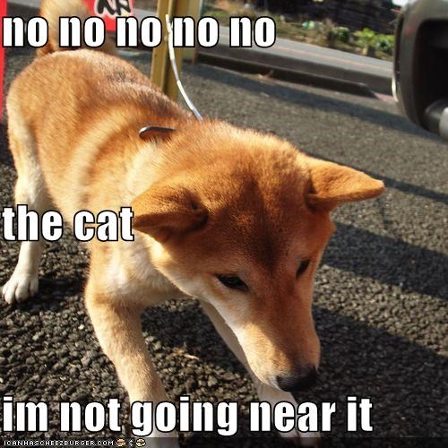 no no no no no the cat im not going near it