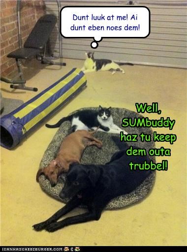 Dey r goggies! LET 'em get in trubbel!