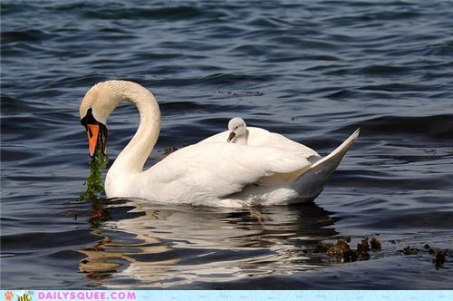 Squee Spree: Hitching a Ride