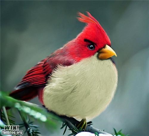 Angry Birds Photography WIN