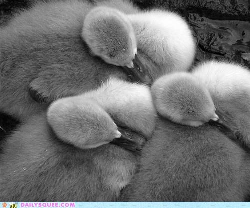 Squee Spree: Cygneture Sleeping Pose