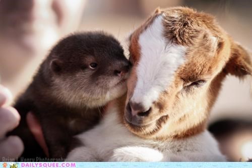 Interspecies Love: By Land or Sea