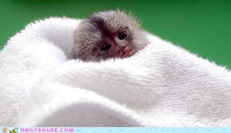 Itty Bitty Marmoset Squee
