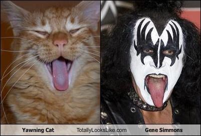 Yawning Cat Totally Looks Like Gene Simmons