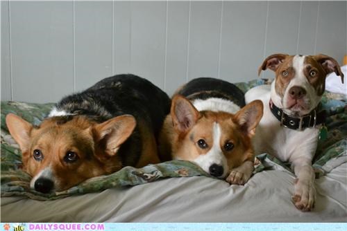 The corgis and their adopted sister