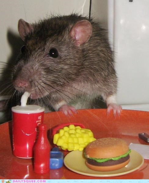 Cheezburger 'n Cola