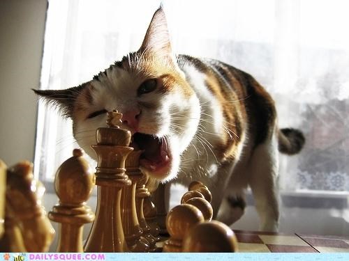 Acting Like Animals: Nom to C8