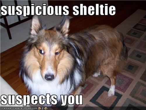 suspicious sheltie  suspects you