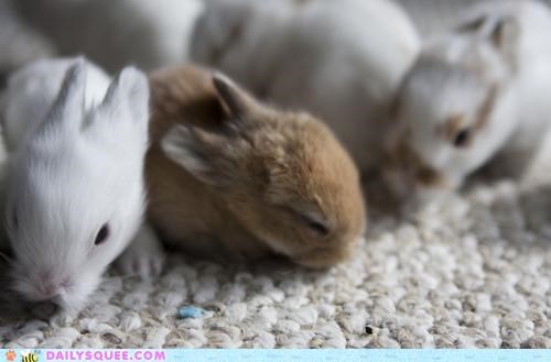 Baby Bunny Brigade