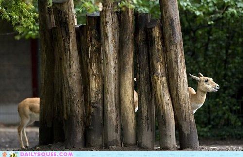 Acting Like Animals: Long Blackbuck is Long