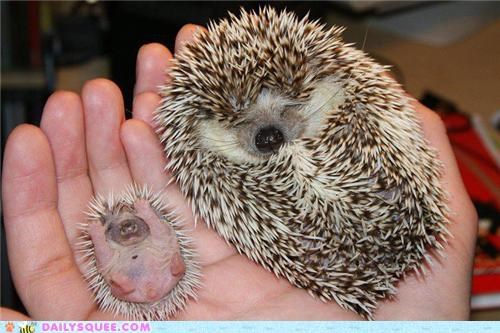 King-Size and Mini