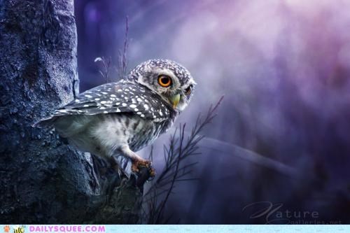 Spotted Owl Spotted