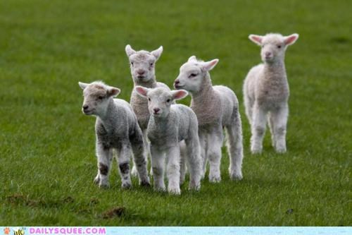 Linear Lambs