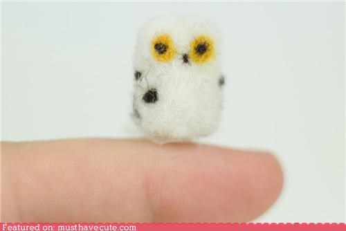 Tiny Pocket Owl