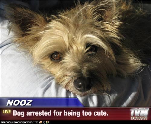 NOOZ - Dog arrested for being too cute.