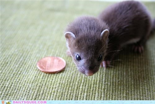 Squee Spree: Photographed to Scale