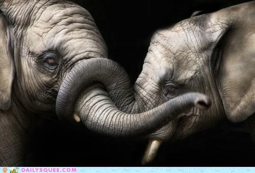 Elephantine Embrace