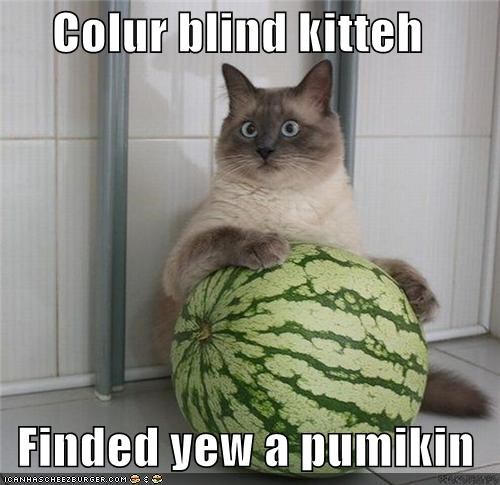 Colur blind kitteh