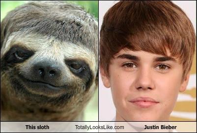 This sloth Totally Looks Like Justin Bieber