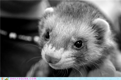 Squee Spree: Black and White Weasel Squee