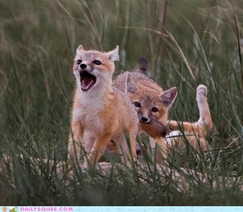 Acting Like Animals: The Jaws of Life