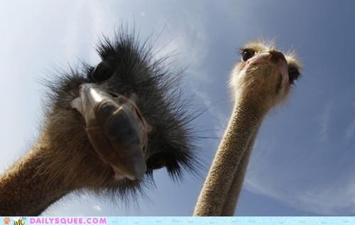 Acting Like Animals: Whatcha Doin' Down There?