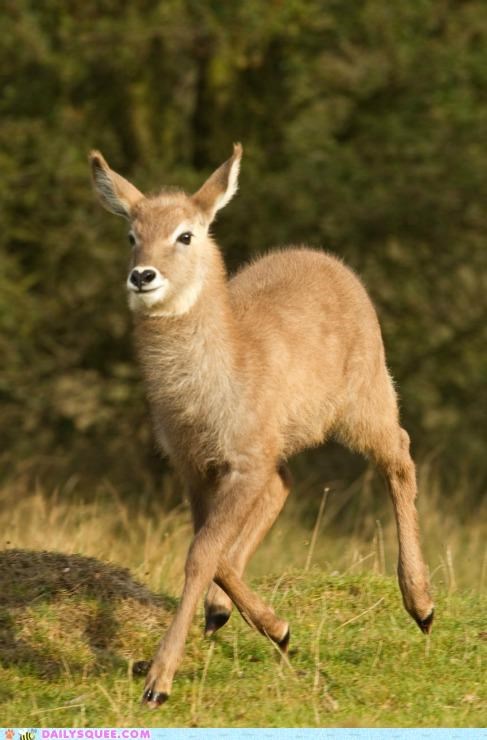 Whatsit Wednesday: Wonderful Waterbuck Baby!