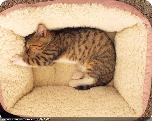 Cyoot Kitteh of teh Day: And Dis Bed Iz Juuusssssst Rite!