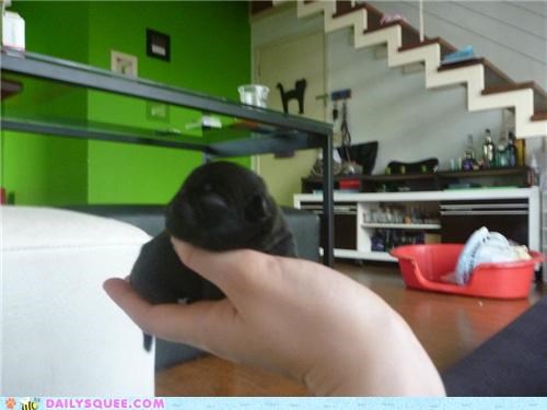 Cuttest baby pug EVER