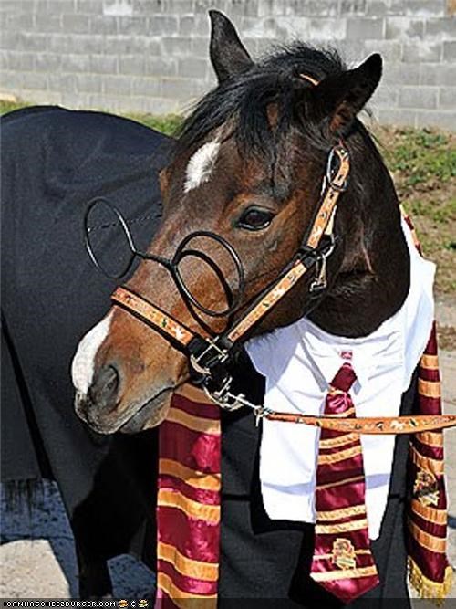 10 Amazing Halloween Costume Ideas for Your Horse