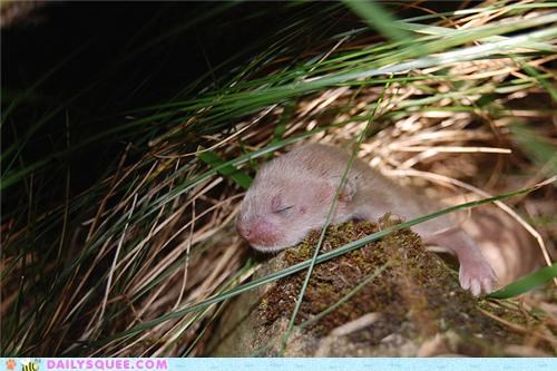Squee Spree: Weasel Dreams