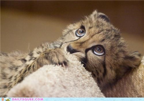 Acting Like Animals: Is the Scary Part Over Yet?